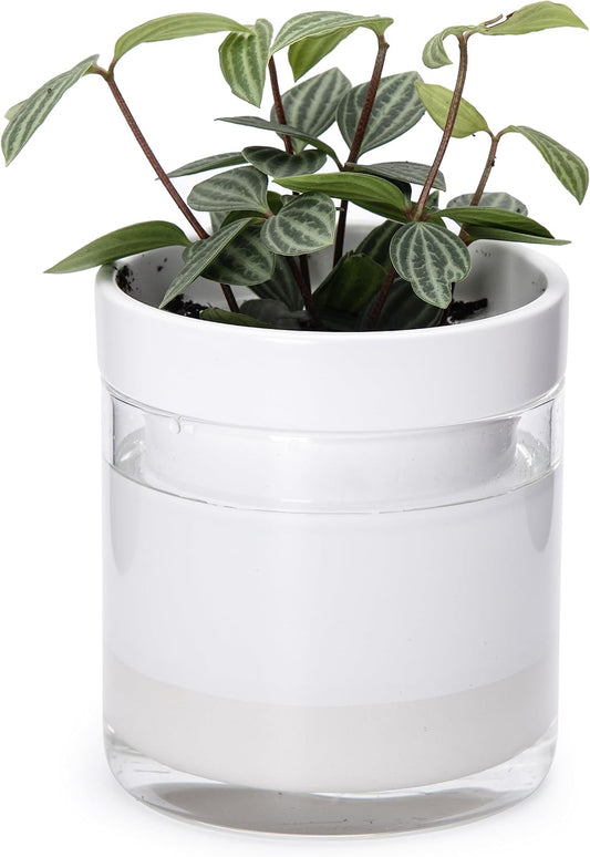 Phoenix Vine 4 Inch Self Watering Planter, White Terracotta Clay Pot with Glass Reservoir for Indoor Plants, Herbs, Flowers, Set of 1, 52-B-E-1