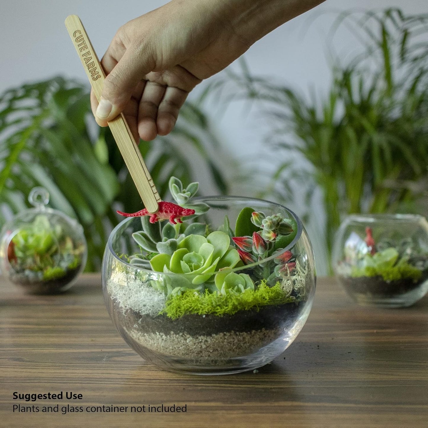 Cute Farms Terrarium Starter Kit | Moss, Vermiculite, Soil, Pebbles, Plant Food, Finishing Tools, Build and Care Guide | DIY Succulent Terrarium for Adults and Kids (Medium)
